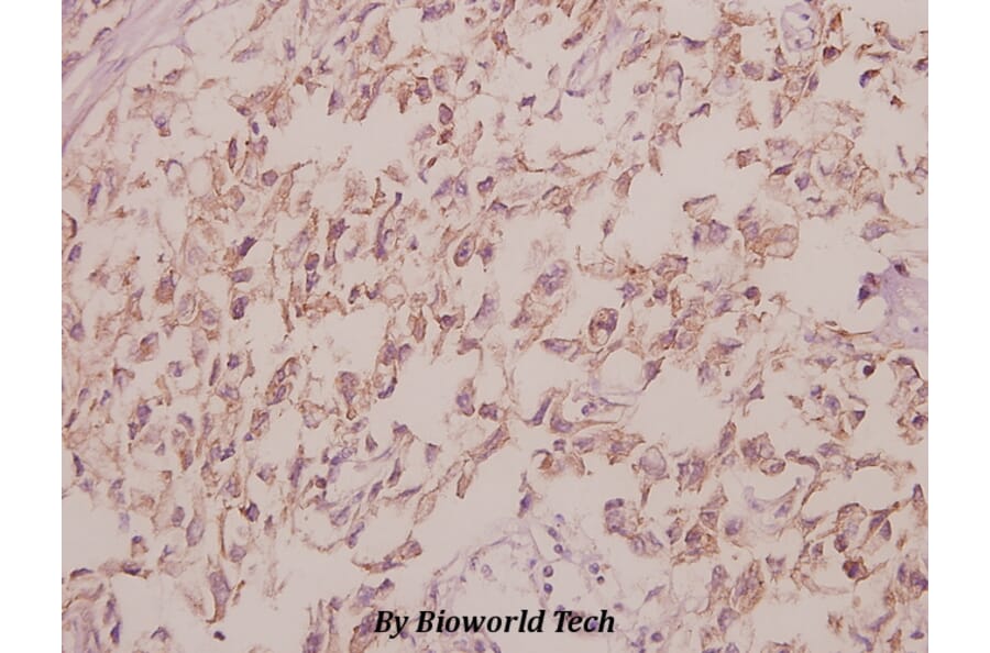 Anti-Cdc40 (S209) Antibody from Bioworld Technology (BS3374) - Antibodies.com