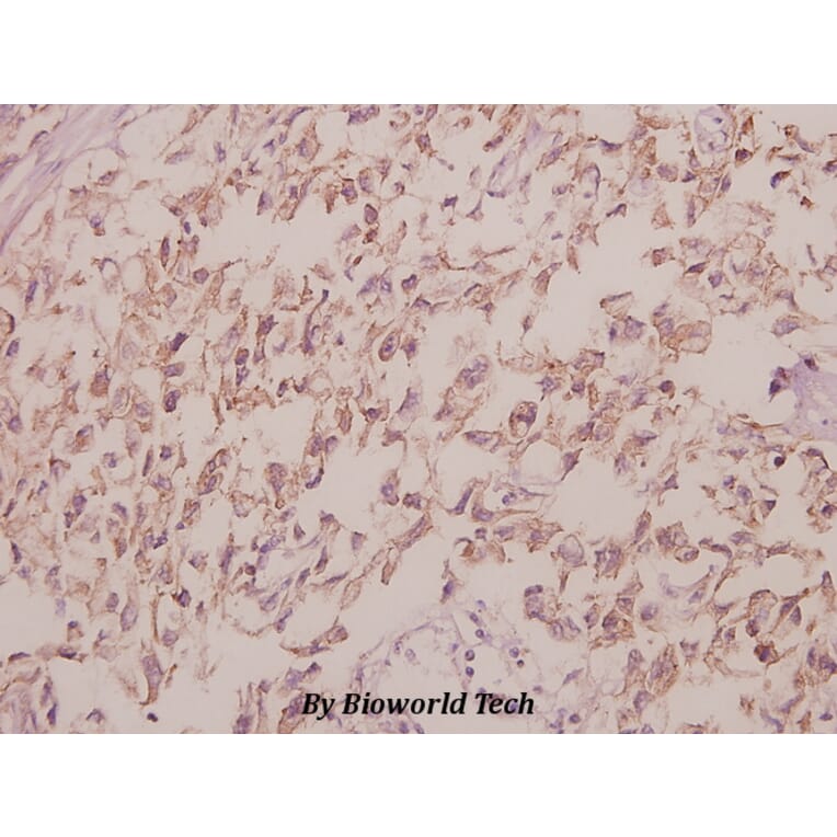Anti-Cdc40 (S209) Antibody from Bioworld Technology (BS3374) - Antibodies.com
