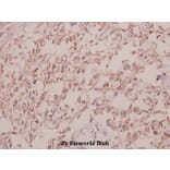 Anti-Cdc40 (S209) Antibody from Bioworld Technology (BS3374) - Antibodies.com