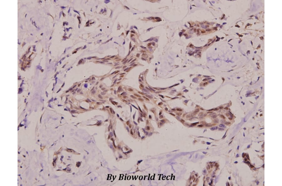 Anti-PRKY (H93) Antibody from Bioworld Technology (BS3394) - Antibodies.com