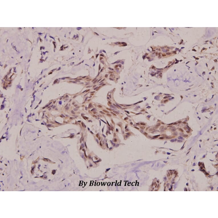 Anti-PRKY (H93) Antibody from Bioworld Technology (BS3394) - Antibodies.com