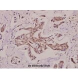 Anti-PRKY (H93) Antibody from Bioworld Technology (BS3394) - Antibodies.com