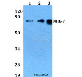 Anti-NHE-7 (D566) Antibody from Bioworld Technology (BS3400) - Antibodies.com