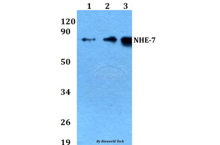 Anti-NHE-7 (D566) Antibody from Bioworld Technology (BS3400) - Antibodies.com