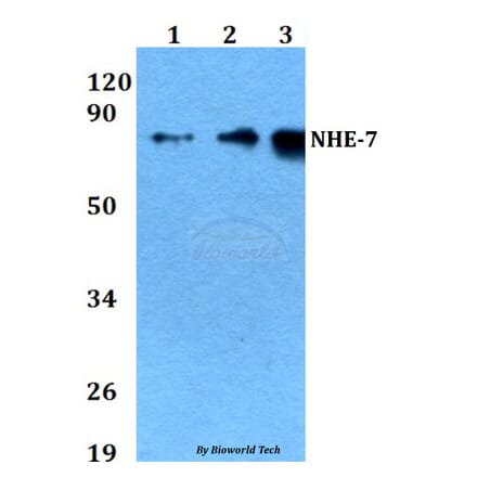 Anti-NHE-7 (D566) Antibody from Bioworld Technology (BS3400) - Antibodies.com