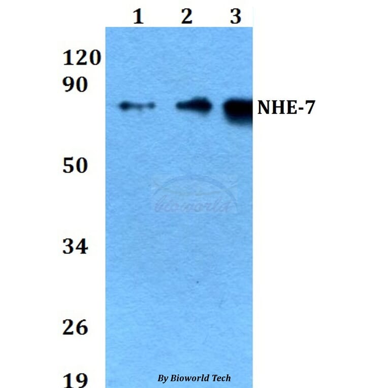 Anti-NHE-7 (D566) Antibody from Bioworld Technology (BS3400) - Antibodies.com