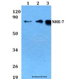 Anti-NHE-7 (D566) Antibody from Bioworld Technology (BS3400) - Antibodies.com