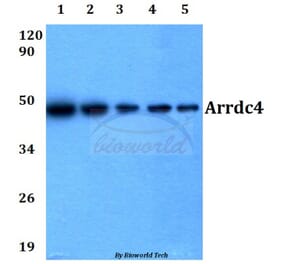 Anti-Arrdc4 (E159) Antibody from Bioworld Technology (BS3423) - Antibodies.com