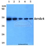 Anti-Arrdc4 (E159) Antibody from Bioworld Technology (BS3423) - Antibodies.com