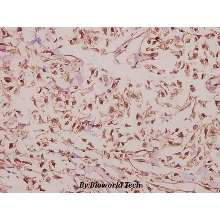 Anti-Arrdc4 (E159) Antibody from Bioworld Technology (BS3423) - Antibodies.com