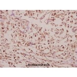 Anti-Arrdc4 (E159) Antibody from Bioworld Technology (BS3423) - Antibodies.com