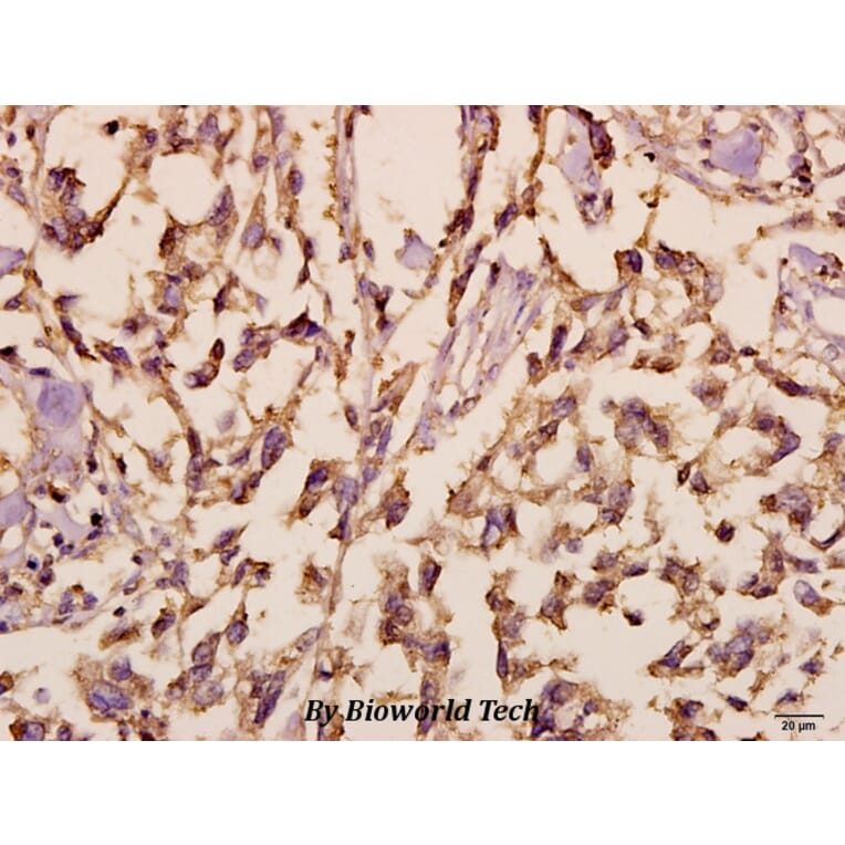 Anti-Synuclein-α (D119) Antibody from Bioworld Technology (BS3429) - Antibodies.com