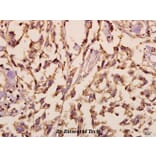 Anti-Synuclein-α (D119) Antibody from Bioworld Technology (BS3429) - Antibodies.com
