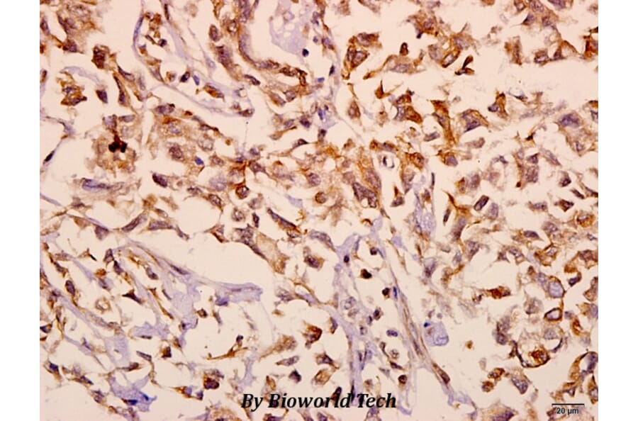 Anti-mGluR-2/3 (N867) Antibody from Bioworld Technology (BS3430) - Antibodies.com