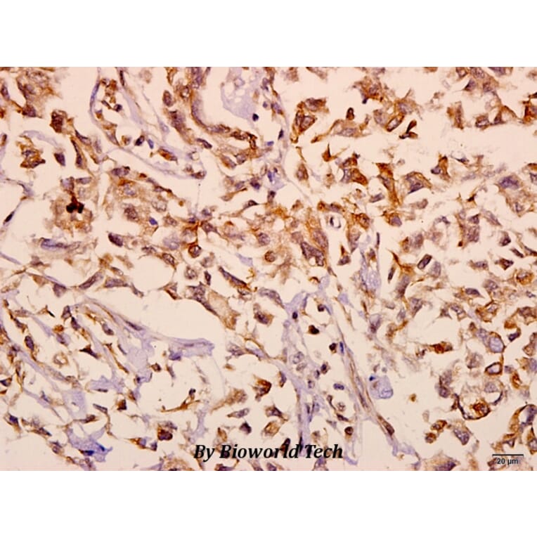 Anti-mGluR-2/3 (N867) Antibody from Bioworld Technology (BS3430) - Antibodies.com