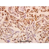 Anti-mGluR-2/3 (N867) Antibody from Bioworld Technology (BS3430) - Antibodies.com