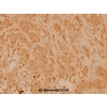 Anti-eIF4E (T203) Antibody from Bioworld Technology (BS3432) - Antibodies.com