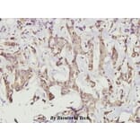 Anti-CaMKIIα/δ (M281) Antibody from Bioworld Technology (BS3433) - Antibodies.com
