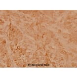 Anti-HSP27 (R75) Antibody from Bioworld Technology (BS3435) - Antibodies.com