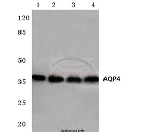 Anti-AQP4 (P253) Antibody from Bioworld Technology (BS3436) - Antibodies.com