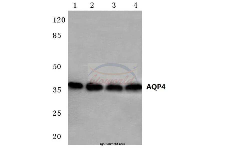 Anti-AQP4 (P253) Antibody from Bioworld Technology (BS3436) - Antibodies.com