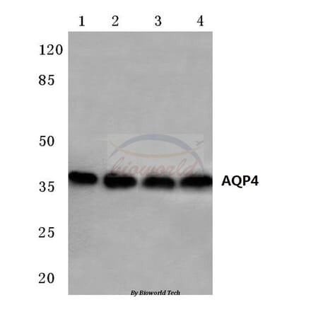 Anti-AQP4 (P253) Antibody from Bioworld Technology (BS3436) - Antibodies.com