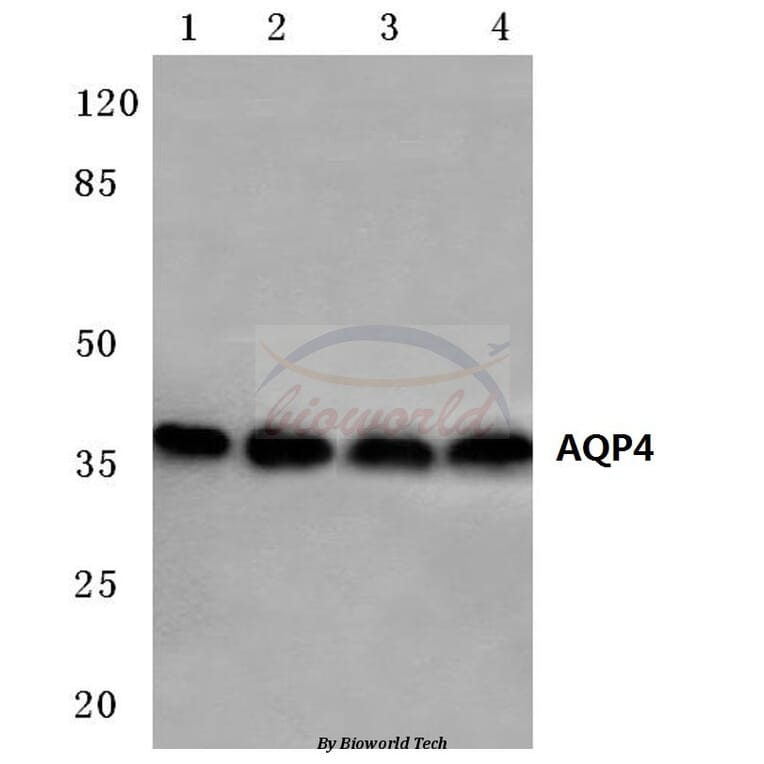 Anti-AQP4 (P253) Antibody from Bioworld Technology (BS3436) - Antibodies.com