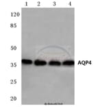 Anti-AQP4 (P253) Antibody from Bioworld Technology (BS3436) - Antibodies.com