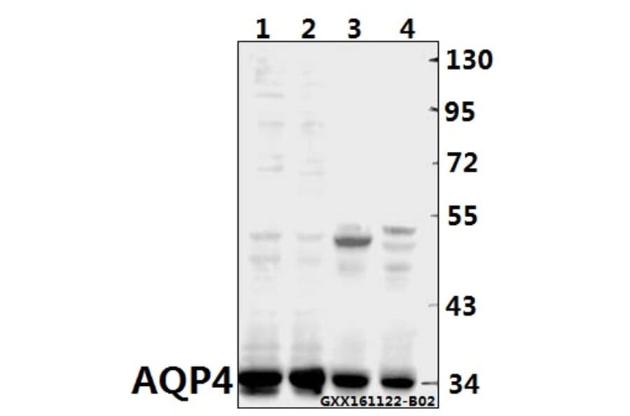 Anti-AQP4 (P253) Antibody from Bioworld Technology (BS3436) - Antibodies.com