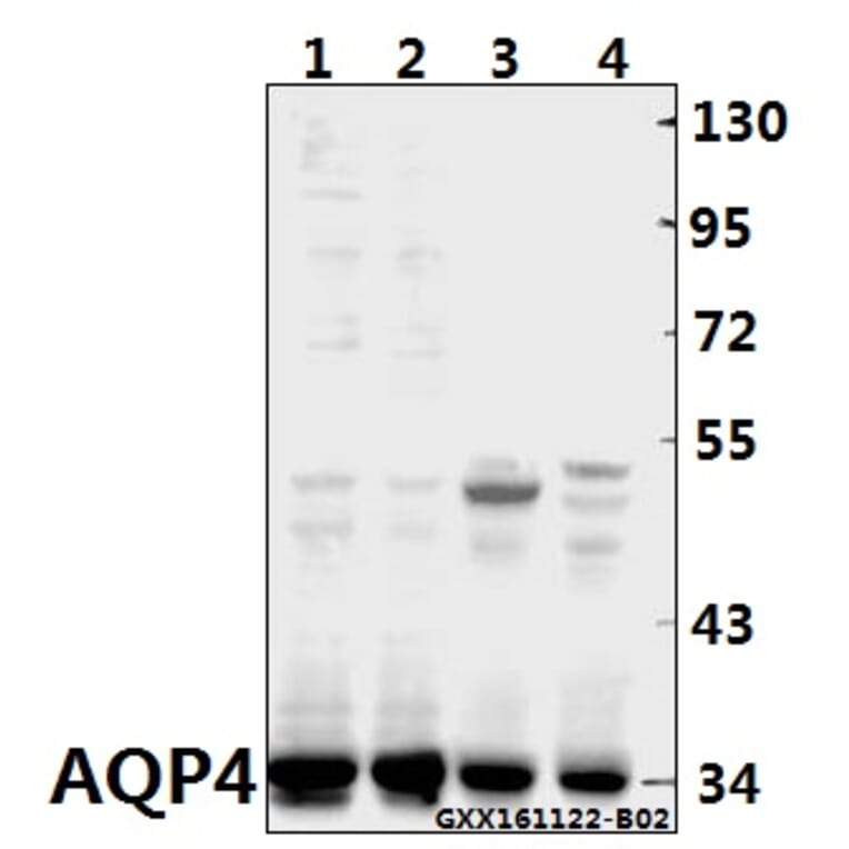 Anti-AQP4 (P253) Antibody from Bioworld Technology (BS3436) - Antibodies.com