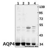Anti-AQP4 (P253) Antibody from Bioworld Technology (BS3436) - Antibodies.com