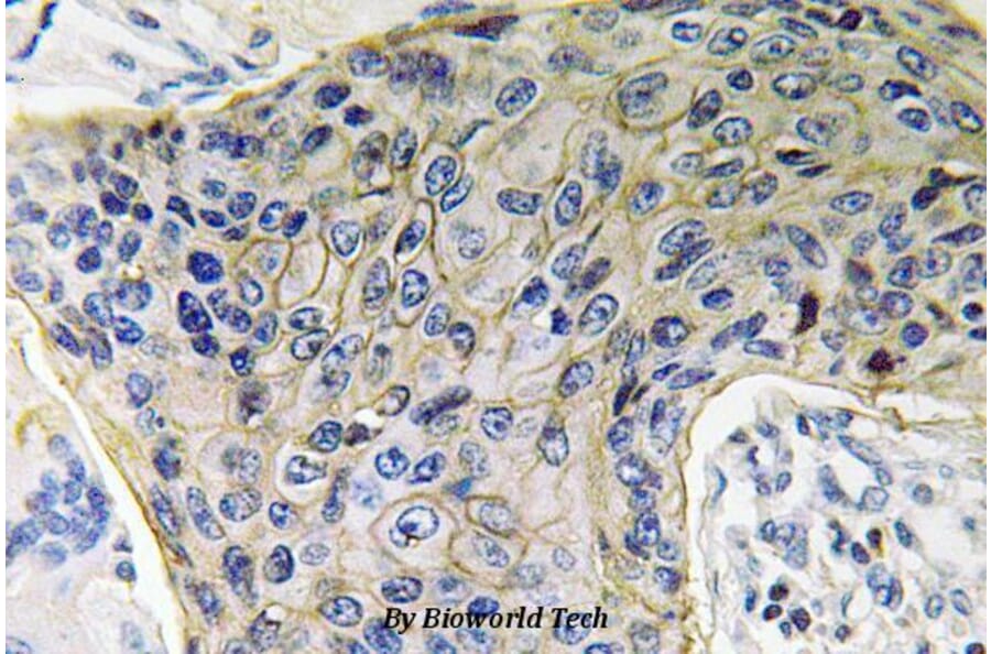 Anti-AQP4 (P253) Antibody from Bioworld Technology (BS3436) - Antibodies.com