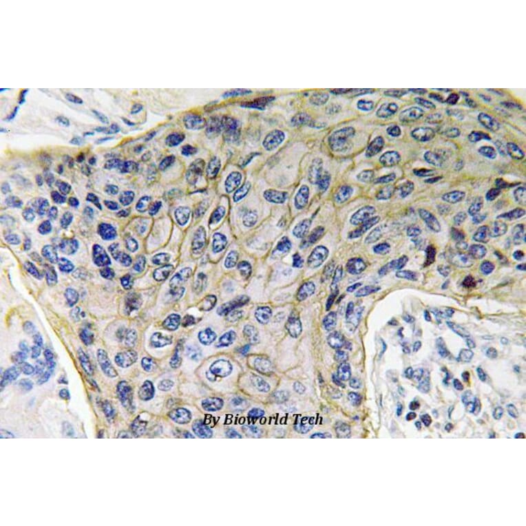 Anti-AQP4 (P253) Antibody from Bioworld Technology (BS3436) - Antibodies.com