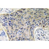 Anti-AQP4 (P253) Antibody from Bioworld Technology (BS3436) - Antibodies.com