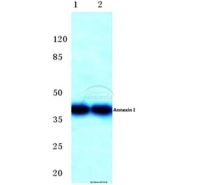 Anti-Annexin I (N146) Antibody from Bioworld Technology (BS3438) - Antibodies.com