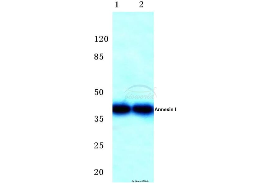 Anti-Annexin I (N146) Antibody from Bioworld Technology (BS3438) - Antibodies.com