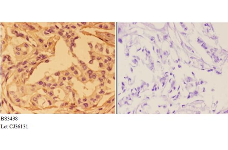 Anti-Annexin I (N146) Antibody from Bioworld Technology (BS3438) - Antibodies.com
