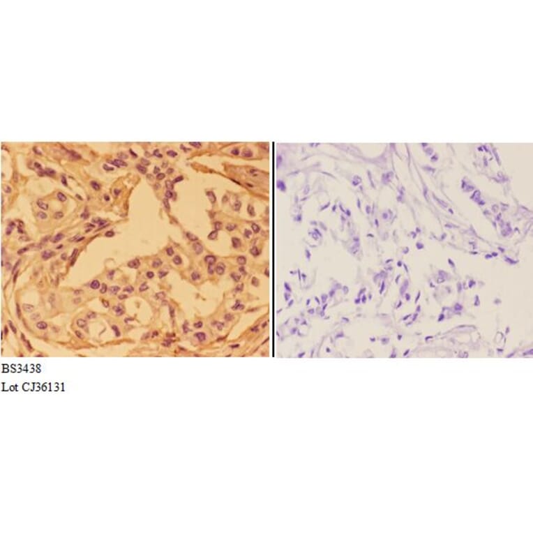 Anti-Annexin I (N146) Antibody from Bioworld Technology (BS3438) - Antibodies.com