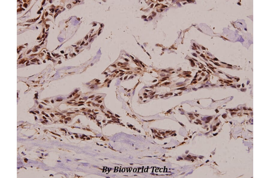 Anti-CA II (N229) Antibody from Bioworld Technology (BS3440) - Antibodies.com