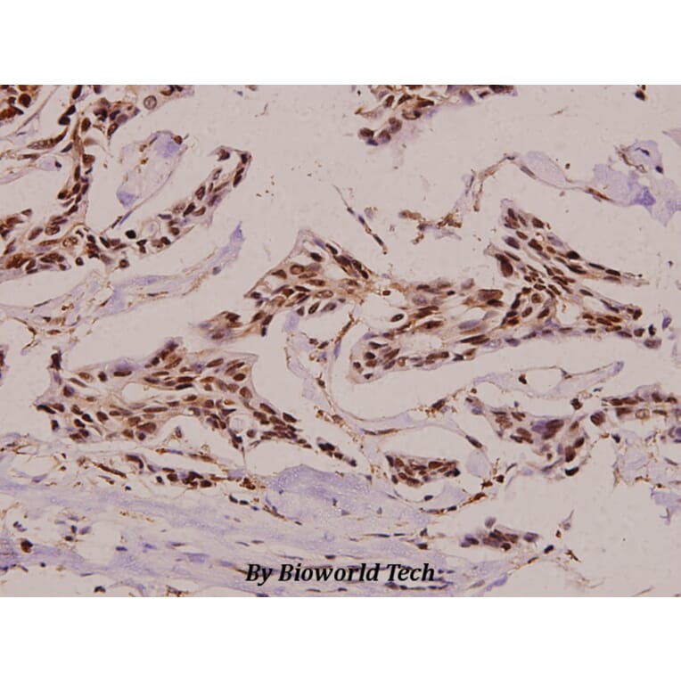 Anti-CA II (N229) Antibody from Bioworld Technology (BS3440) - Antibodies.com