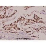 Anti-CA II (N229) Antibody from Bioworld Technology (BS3440) - Antibodies.com