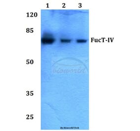 Anti-FucT-IV (E71) Antibody from Bioworld Technology (BS3444) - Antibodies.com