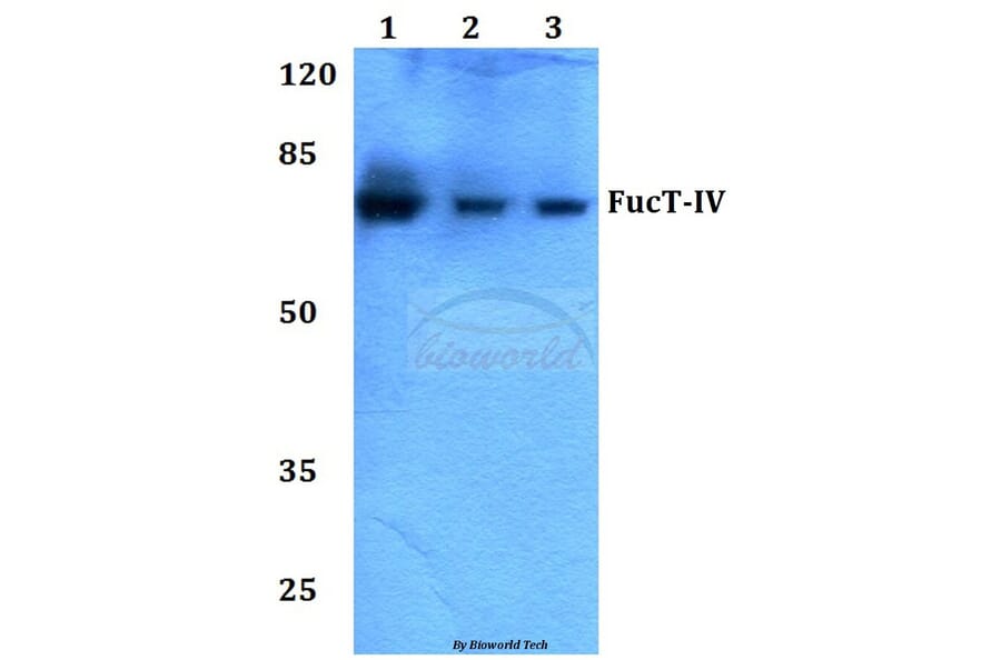 Anti-FucT-IV (E71) Antibody from Bioworld Technology (BS3444) - Antibodies.com