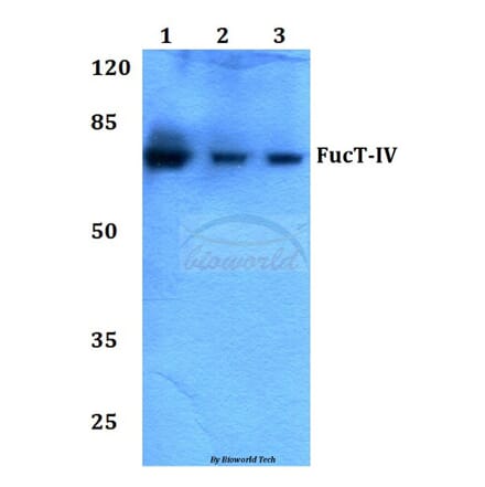 Anti-FucT-IV (E71) Antibody from Bioworld Technology (BS3444) - Antibodies.com