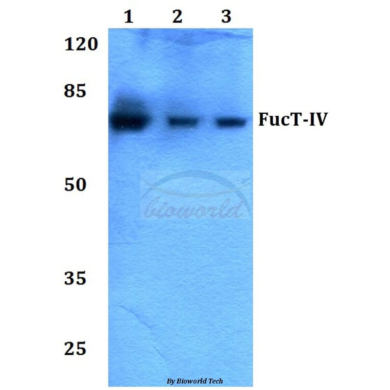 Anti-FucT-IV (E71) Antibody from Bioworld Technology (BS3444) - Antibodies.com