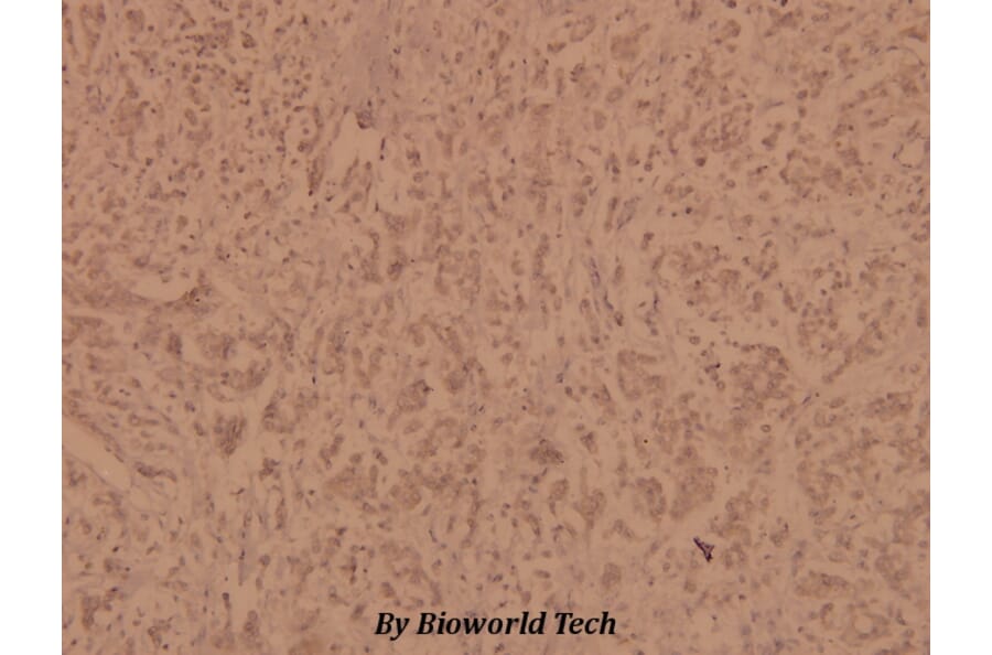 Anti-FucT-IV (E71) Antibody from Bioworld Technology (BS3444) - Antibodies.com