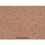 Anti-FucT-IV (E71) Antibody from Bioworld Technology (BS3444) - Antibodies.com