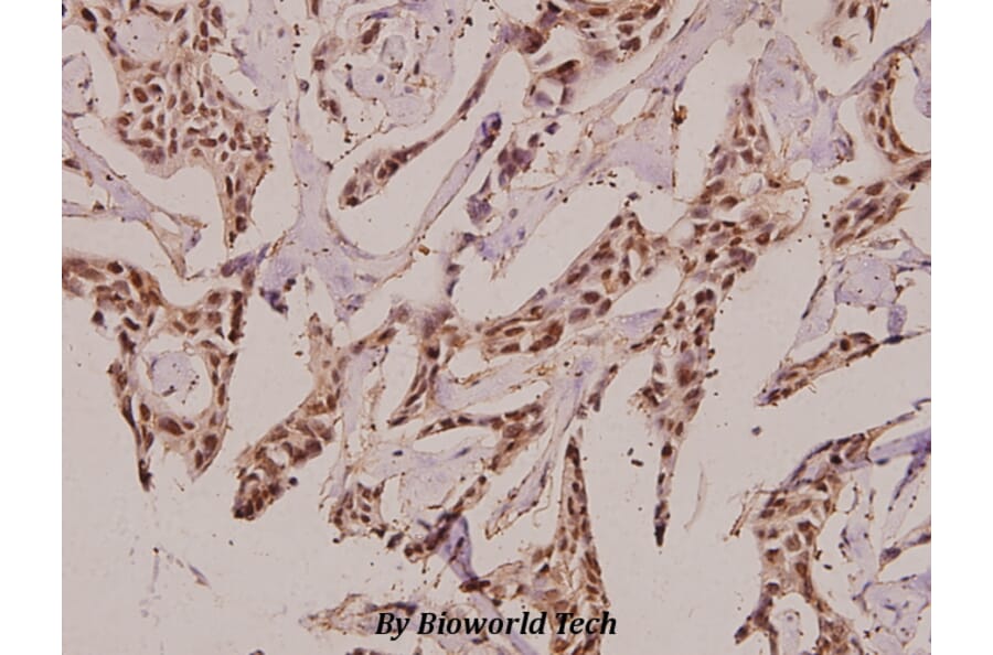 Anti-GCS-β-2 (V102) Antibody from Bioworld Technology (BS3445) - Antibodies.com