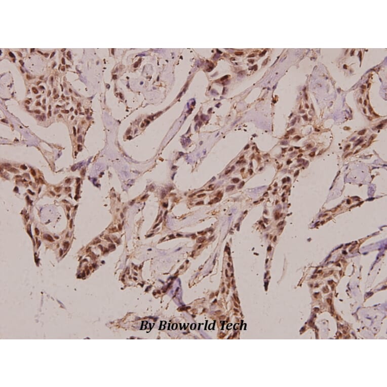 Anti-GCS-β-2 (V102) Antibody from Bioworld Technology (BS3445) - Antibodies.com