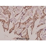 Anti-GCS-β-2 (V102) Antibody from Bioworld Technology (BS3445) - Antibodies.com